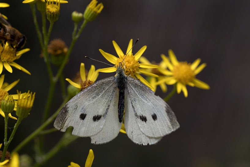 Het klein geaderd witje of Pieris napi op een gele bloem van W J Kok