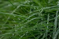 Grashalme mit Tautropfen