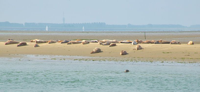Phoques dans l'Escaut oriental par Miny'S
