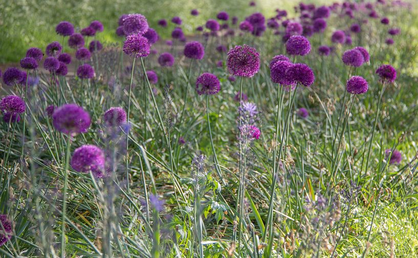 Ajuin paarse bloem by marco de Jonge