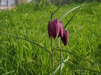 Paarse bloem in het gras