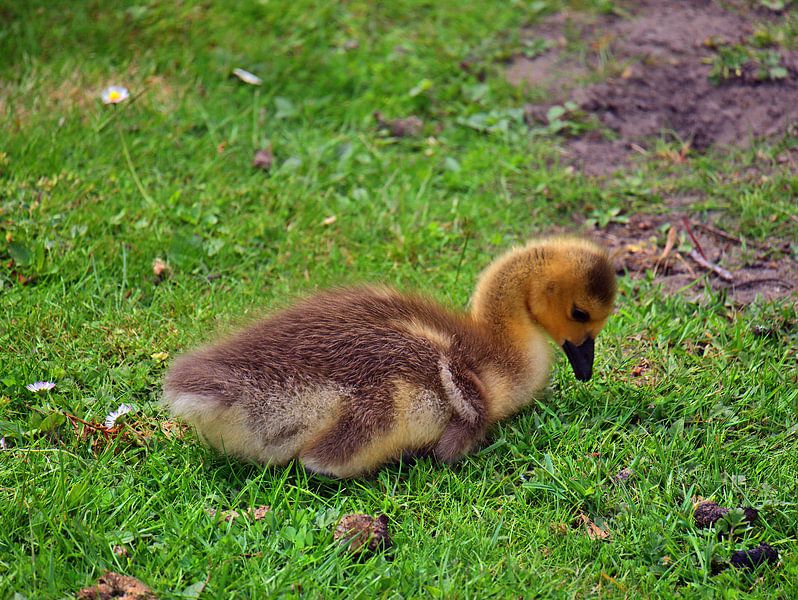 Jeune bernache du Canada par Edgar Schermaul