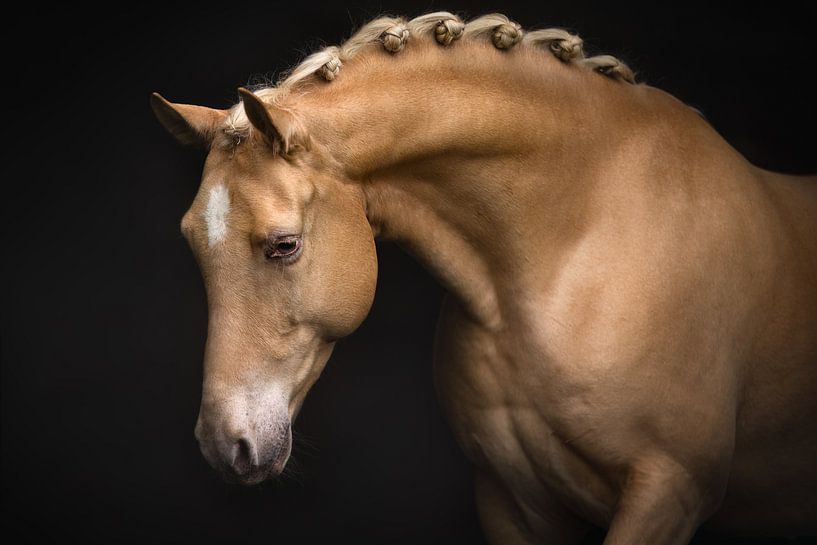Portrait of a palomino horse | horse photography by Laura Dijkslag