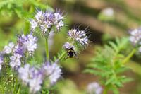 Bumblebee among phacelia