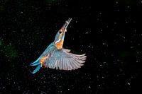 Kingfisher with fish