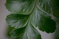 Grüne Blätter, Mutter Natur