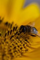 Une abeille affamée grignote un tournesol.