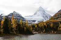 Mt. Assiniboine im Herbst