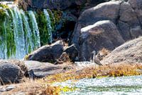 Sir Raleigh-Fallen in Suriname