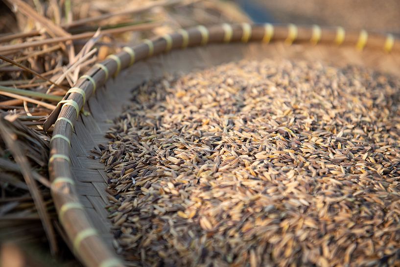 Rice harvested by Ellis Peeters
