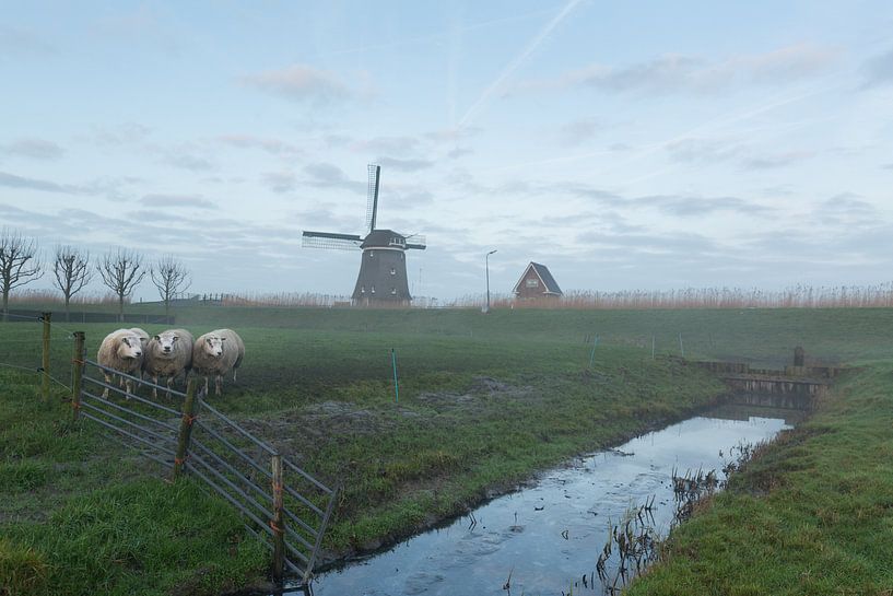 Drie schaapjes in de wei von Marijke van Eijkeren