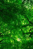 Beech Forest Canopy