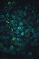 Klaver in het ochtendlicht