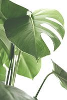 Monstera-Blatt