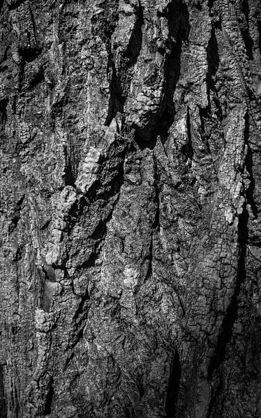 Baumrinde von Martijn Tilroe