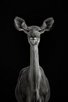 Stillgestanden zu sein