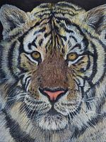 Tijger ‘Majestueuze jager’