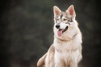 Kaledonischer wolfsähnlicher tamaskanischer Hund