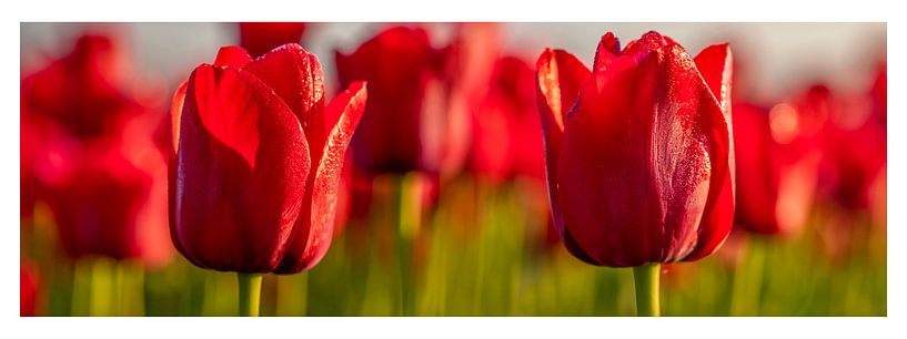 Tulpen, rote Tulpen in den Niederlanden. von Gert Hilbink