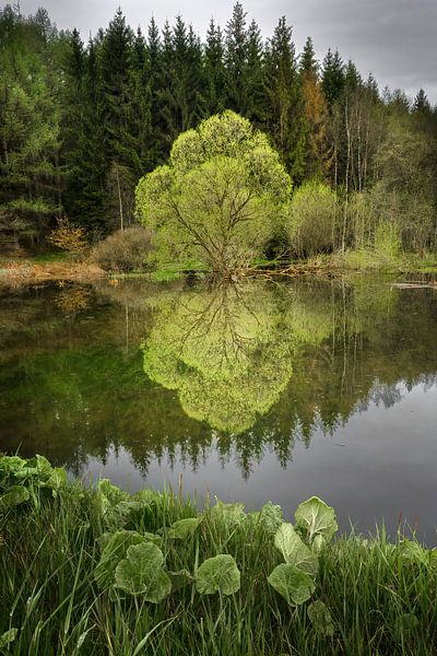 unique tree by water with lots of green colours, by Michel Mabille