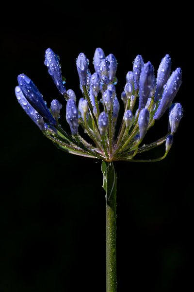 Blüte in der Knospe der Afrikanischen Lilie von Joes van Asten
