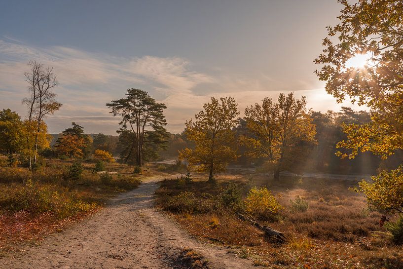 Brunssummerheide an einem schönen sonnigen Herbsttag von John van de Gazelle fotografie