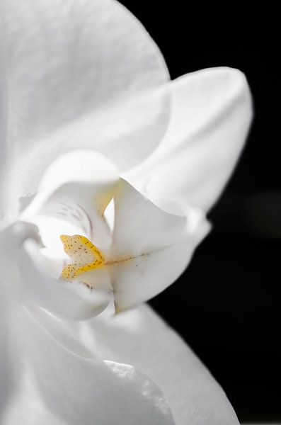 Orchidee von Robby Stifter