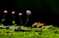 Bloemetje op de brug Azoren