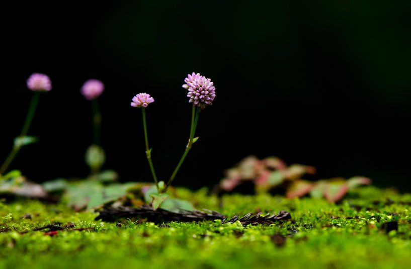 Bloemetje op de brug Azoren by Annemarie Winkelhagen
