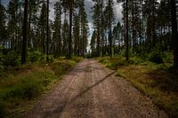 Forest road in Camp Grinsby - Sweden