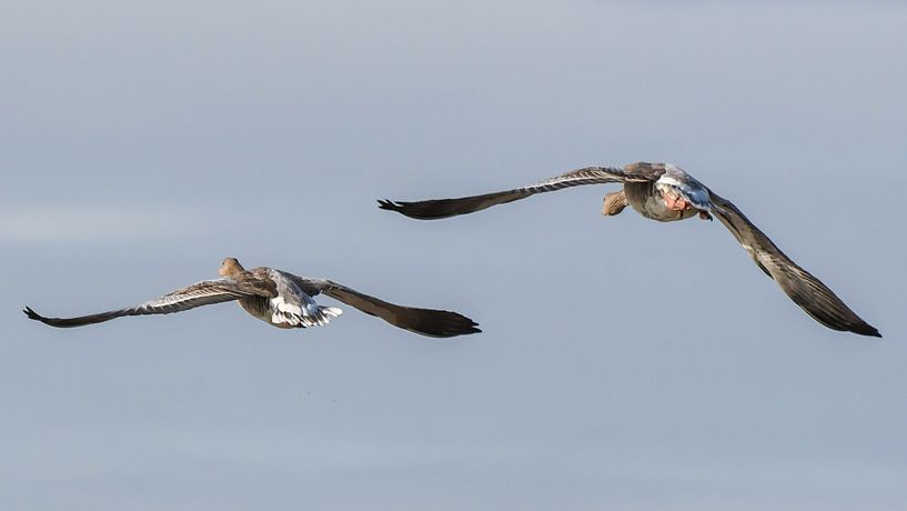 S'envoler vers la liberté / S'envoler vers la liberté par Henk de Boer