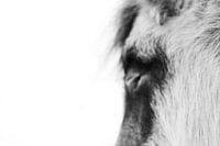 Unleash the Magic Within, let your Heartbeat sync with your Horse's, and begin the Lifelong Journey.