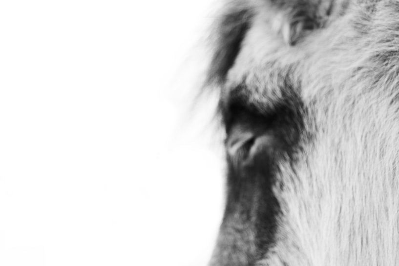 Unleash the Magic Within, let your Heartbeat sync with your Horse&#039;s, and begin the Lifelong Journey. by Equine Art