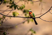 Bee-eater | Afrique du Sud | Kruger Park