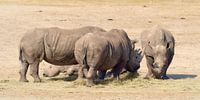 Groepje etende neushoorns