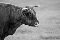 Highlander écossais