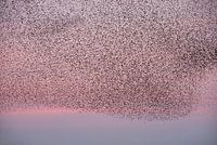 Starling dance in the pink evening sky.