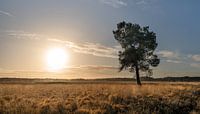 Lever de soleil sur la Regte Heide