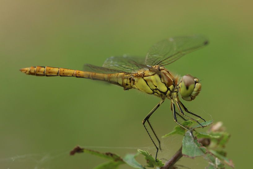 Mooie groene libelle von Marc de Vries