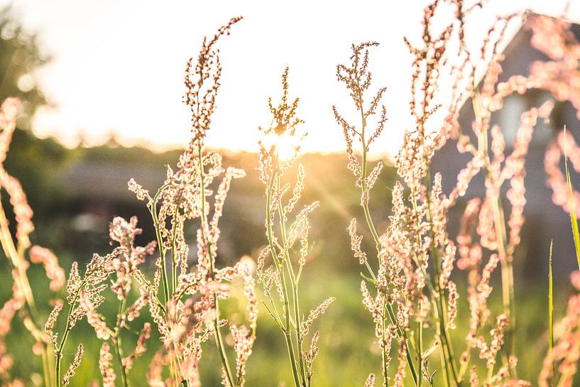 In de zon von Bjorn Cornelissen
