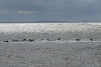 La mer, les phoques et le soleil