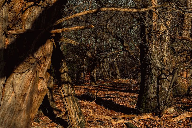 Jahrhundertalte Bäume von Geert Van Baelen