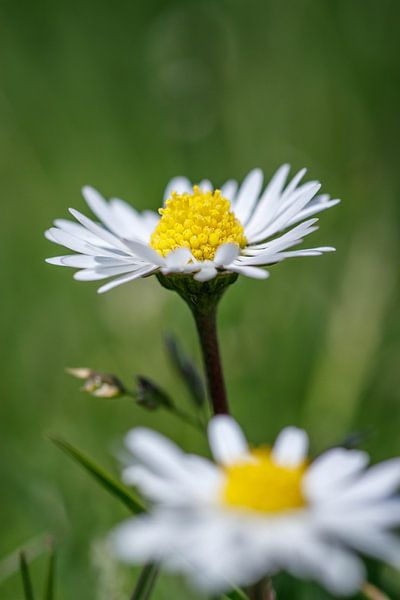 daisy by Laura Vollering
