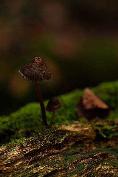 Schattenträger im Wald von Surreal Media
