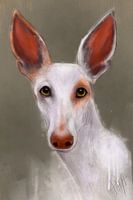 Weißer Podenco Ibicenco Blanca