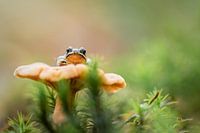 Een kikker op zijn troon