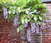 Colourful flower growing out of an old wall, Netherlands