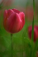 Tulp met Waterdruppel