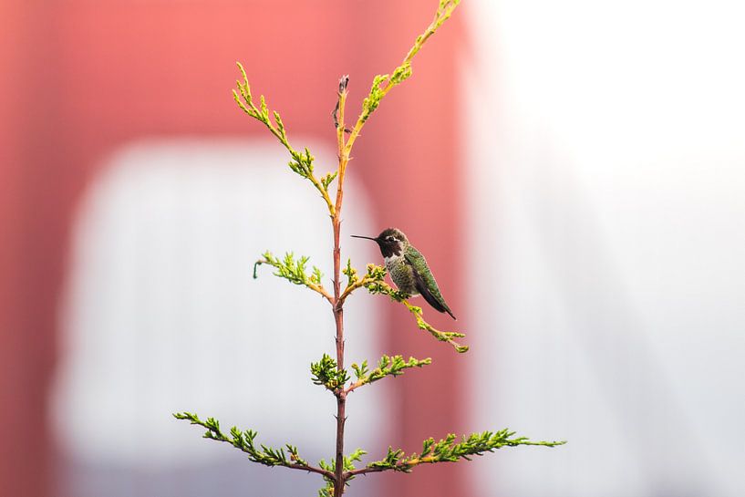 Hummingbird in front of the Golden Gate Bridge by Lisa Bouwman