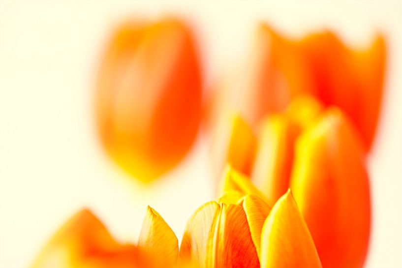 Oranje tulpen by Maerten Prins